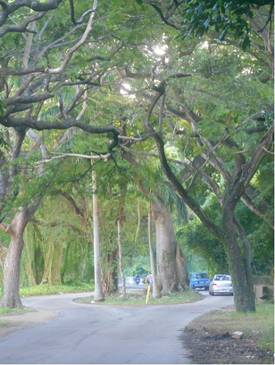 Bosque de La Habana, en los alrededores de Casa Orquídea, Vedado, La Habana, Cuba