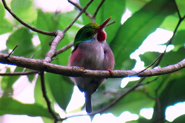 Río Hanabanilla, Sierra del Escambray, excursión desde Hostal Aliana, Santa Clara, Villa Clara, Cuba