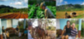 Bellezas y valores del Valle, desde La Casa de Griselda y Reinaldo, Viñales, Pinar del Río, Cuba